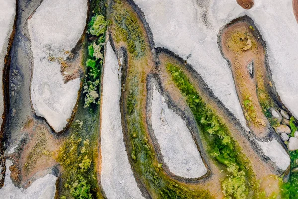 Φύκη Αναπτύσσονται Στο Υπόστρωμα Ενός Ξηρού Ποταμού Που Παράγει Ευτροφισμό — Φωτογραφία Αρχείου