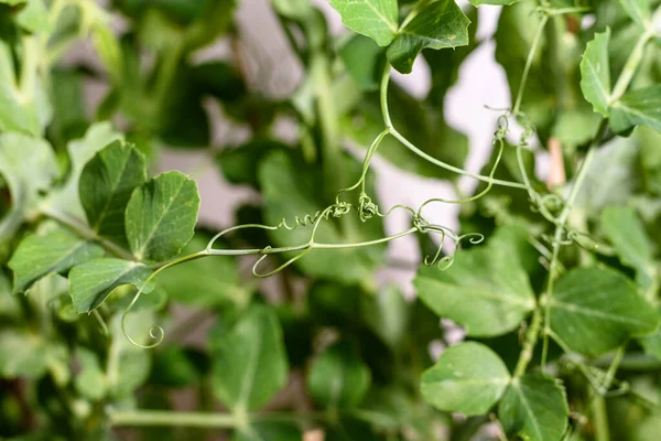 Tendrils of pea plants tangled together.