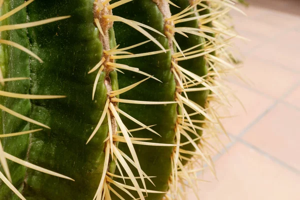 Detalle Las Puntas Afiladas Cactus —  Fotos de Stock
