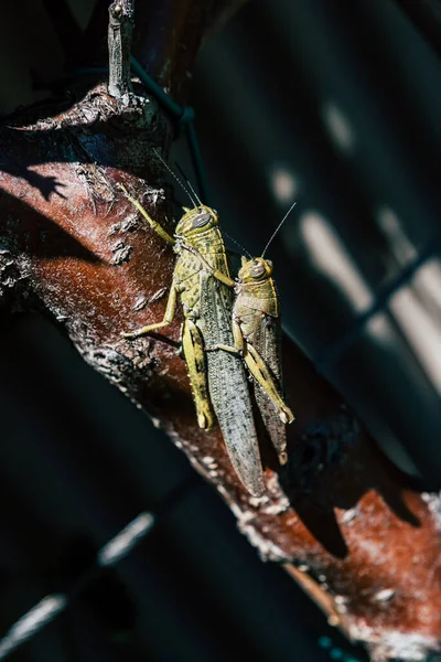 Dua Belalang Bersenggama Gembira Dengan Sebuah Cabang Konsep Reproduksi Serangga — Stok Foto