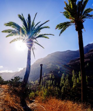 Fas 'ta bir vahada sabah güneşiyle çevrili palmiye ağaçları.