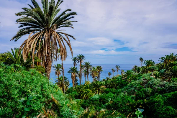 Piantagione Banani Frutti Tropicali Vicino Mare Sull Isola Canaria Tenerife — Foto Stock