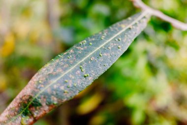 Safra akarlarının sebep olduğu bir bitkinin yeşil yapraklarındaki tümsekler