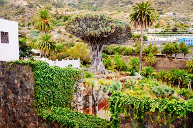 Ejderha ağacı Dracaena draco 'nun Icod de los Vinos, Tenerife' deki bin yıllık örneği..