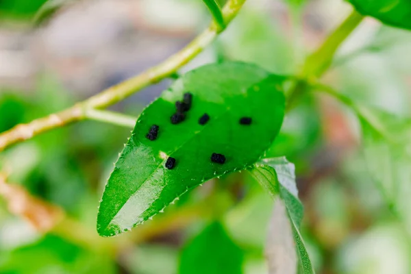 Feci Verme Sulle Foglie Una Pianta Verde — Foto Stock