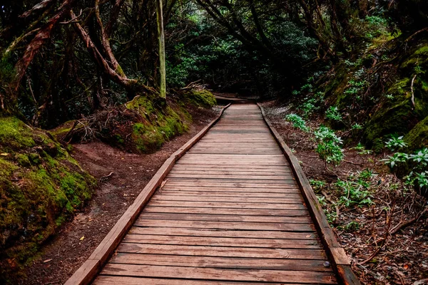 Caminho Madeira Misteriosa Que Atravessa Uma Floresta Fechada Para Protegê — Fotografia de Stock