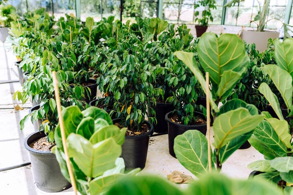 Φυτώριο Θερμοκηπίου Φυτώριο Καλλιεργείται Προς Πώληση Κηπουρούς — Φωτογραφία Αρχείου
