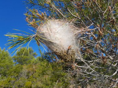 Çam işlemeli, Thaumetopoea pityokamppa, sıcak Akdeniz iklimlerinde ağaçlarda yuva yapmak için ipeği kullanır..