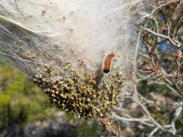 Sarang Ulat Prosesi Pinus Thaumetopoea Pityocampa — Stok Foto