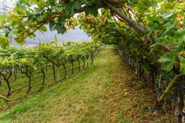 Sonbaharda dağın eteklerindeki üzüm bağları.