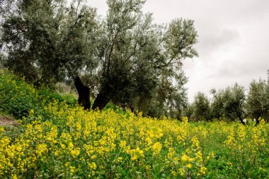 Jaen 'deki zeytin ağaçlarının üzerinde alçak bulutlar