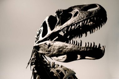 Bir Tyrannosaurus Rex 'in iskelet kafasının ayrıntıları.