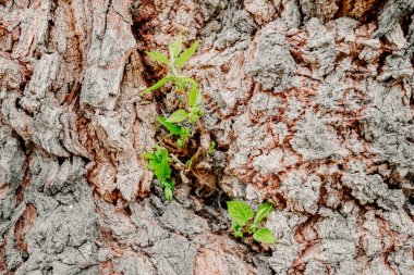 Düşen bir ağacın gövdesinden, umut gibi, nazikçe filizlenir..
