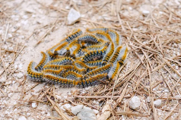 Mucchio Bruchi Processionali Terra Thaumetopoea Pityocampa — Foto Stock