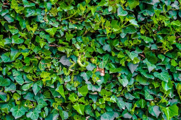 Background Green Ivy Leaves Muted Tones Natural Design Use — Stok fotoğraf