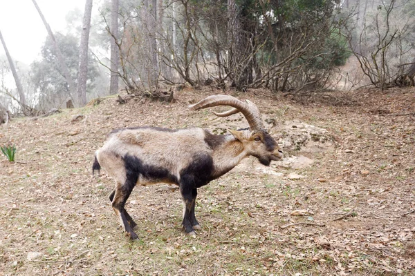 Jaen Spanyol Dağlarında Mouflonlar — Stok fotoğraf