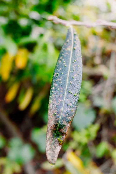 Pompen Groene Bladeren Van Een Plant Veroorzaakt Door Galmijten — Stockfoto