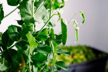 Kapalı alanda yapay ışıklandırmayla büyüyen bezelye kabukları..