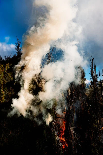 A small fire in a cypress fence with flames and dense smoke.