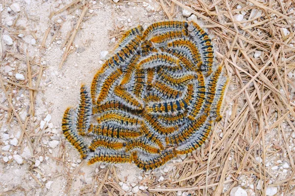 Taumetopoea Pityocampa地面上成堆的毛毛虫 — 图库照片