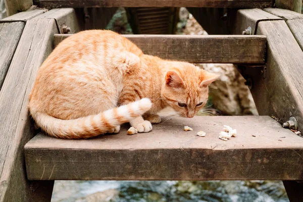 Μια Πορτοκαλί Γάτα Τρέφεται Κάποια Λείψανα Που Βρέθηκαν Στο Δρόμο — Φωτογραφία Αρχείου
