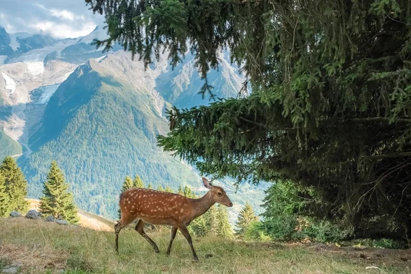Cerf Captif Descend Une Montagne Dans Les Alpes — Photo