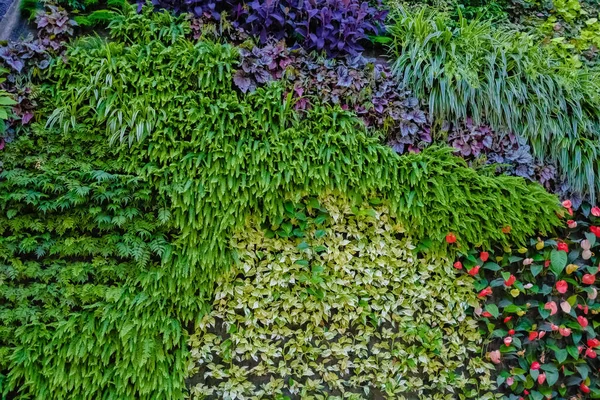 Colorful plant wall , garden hanging with leaves of a variety of colors.
