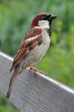 Serçe (Passer domesticus)