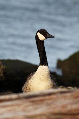 Kanada kazı (Branta kanadensis)