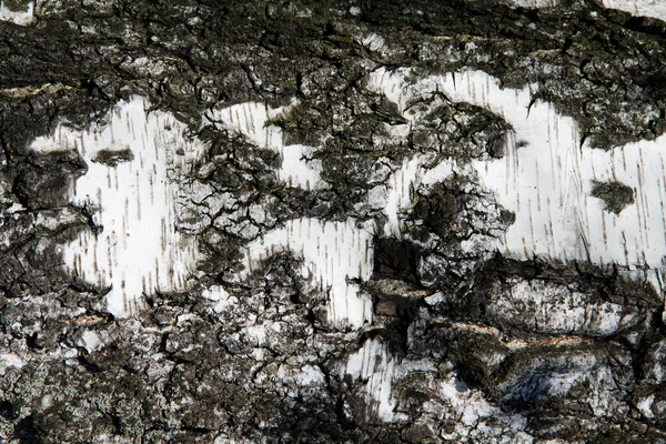 Fondo de corteza de abedul, textura —  Fotos de Stock