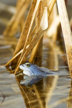 Avrupa ortak Kurbağa (Rana temporaria) mavi gelinlik