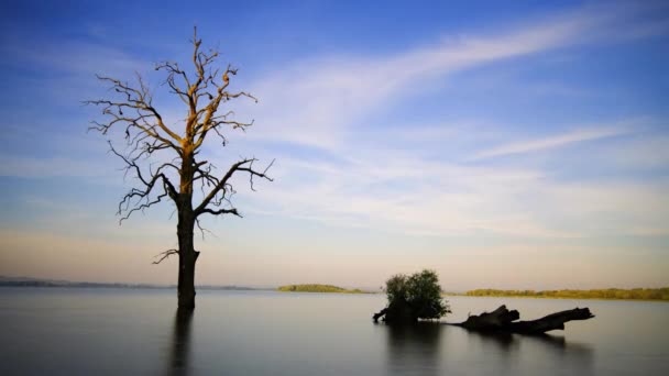 湖の時間の経過に古い木の上の日の出 — ストック動画