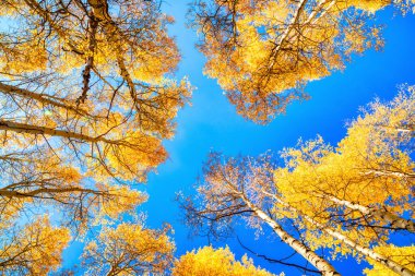 Parlak Sarı Aspen Ağaç Yaprakları 'nın Sonbahar Tepesi Açık Mavi Gökyüzü ile Sonbaharda, Colorado, ABD  