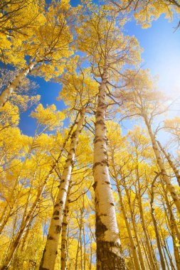 Parlak Sarı Aspen Ağaç Yaprakları 'nın Sonbahar Tepesi Açık Mavi Gökyüzü ile Sonbaharda, Colorado, ABD 