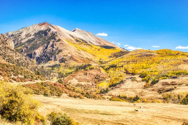 Pohled Poslední Dollar Road Obklopen Krásnými Žlutými Asfaltovými Stromy Podzim — Stock fotografie
