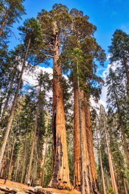 Sequoia Ulusal Parkı 'ndaki Giant Sequoias, Kaliforniya, ABD 