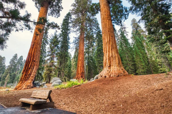 Giant Sequoias Sequoia National Park California Usa — Stock fotografie