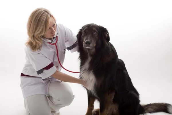 Veterinär med hund — Stockfoto