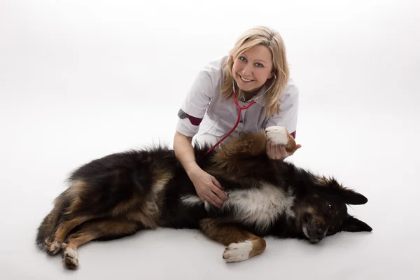 Doctor with dog — Stock Photo, Image