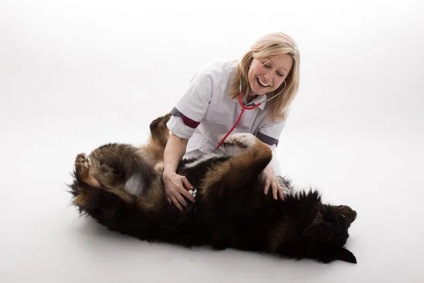 Veterinario con cane — Foto Stock