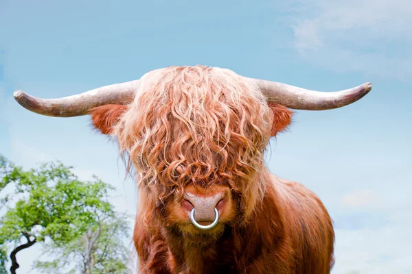 Highland cattle, highland cow, closeup — Stock Photo, Image