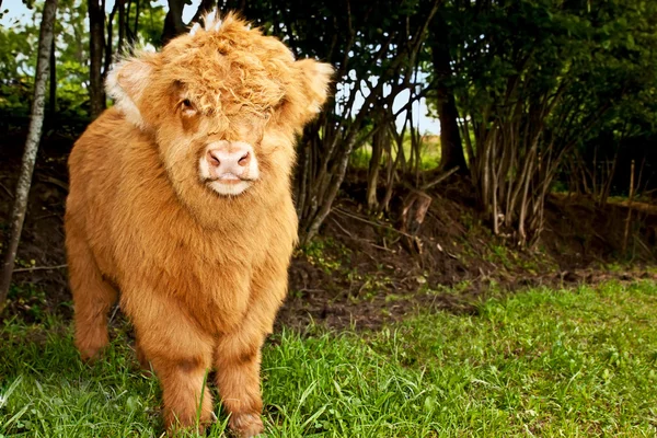 Highland calf is watching the viewer — Zdjęcie stockowe