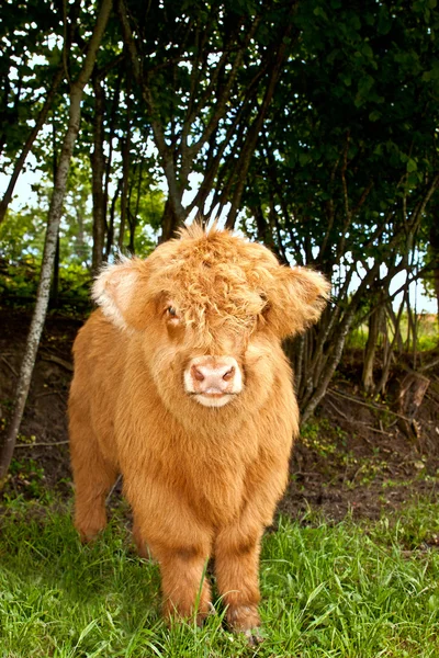 Cute highland cattle calf — 스톡 사진