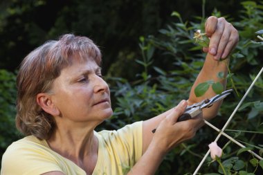 Senior woman pruning roses