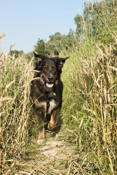 Dog running towards viewer — Stock fotografie
