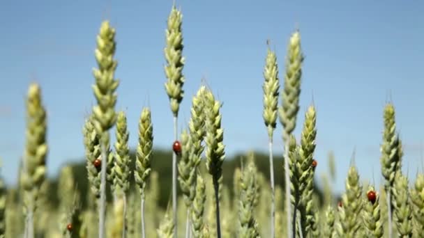 大麦与瓢虫在夏天1 — 图库视频影像