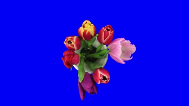Time-lapse di apertura colore misto tulipani bouquet blu croma chiave 4 — Video Stock