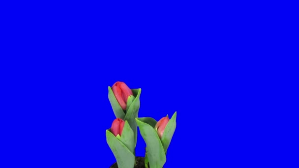 Time-lapse van het openen van rode tulpen in pot 7b — Stockvideo