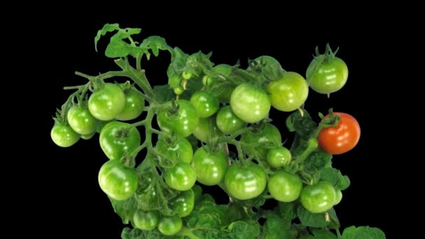 Time-lapse of growing and ripening tomato 6x — Stock Video