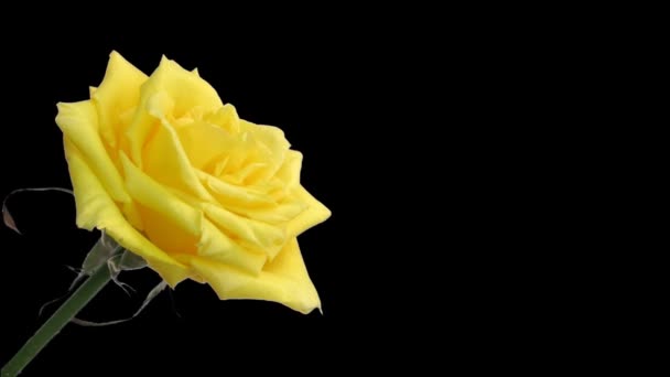 Time-lapse de rose jaune ouverture ALPHA mat 2 